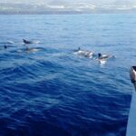 From Tazacorte: Discover the Northwest Coast by Speedy Yacht - Who Should Book This Tour?