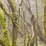 From Tenerife South: La Gomera Full-Day Trip with Transfers - What Makes This Tour Stand Out?