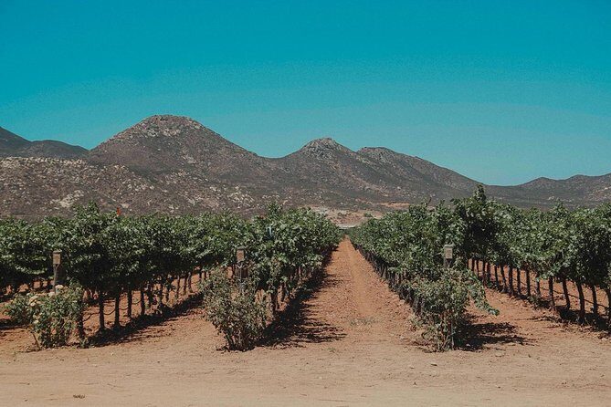 From Tijuana to Valle de Guadalupe private tour 6 passengers - Why This Tour Stands Out