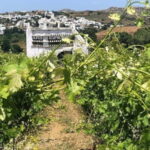 From Tinos: Stemnitsa Winery Tour with Tasting - What Makes This Tour Special?