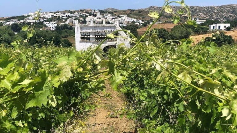 From Tinos: Stemnitsa Winery Tour with Tasting - What Makes This Tour Special?