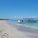 From Treasure Island: Dolphin Watching and Shelling Cruise - A Closer Look at the Tour Experience