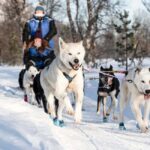 From Tromsø: Dog Sledding Experience with Transfer - Detailed Breakdown of the Itinerary