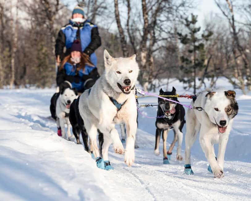 From Tromsø: Dog Sledding Experience with Transfer - Detailed Breakdown of the Itinerary