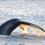 From Tromsø: Whale & Orca Safari with Lunch Included - Price & Value