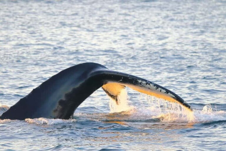 From Tromsø: Whale & Orca Safari with Lunch Included - Price & Value