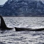 From Tromsø: Whale Sea Safari by RIB Boat - Why This Tour Offers Great Value