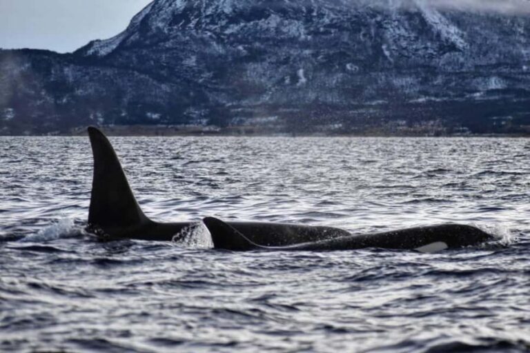 From Tromsø: Whale Sea Safari by RIB Boat - Why This Tour Offers Great Value