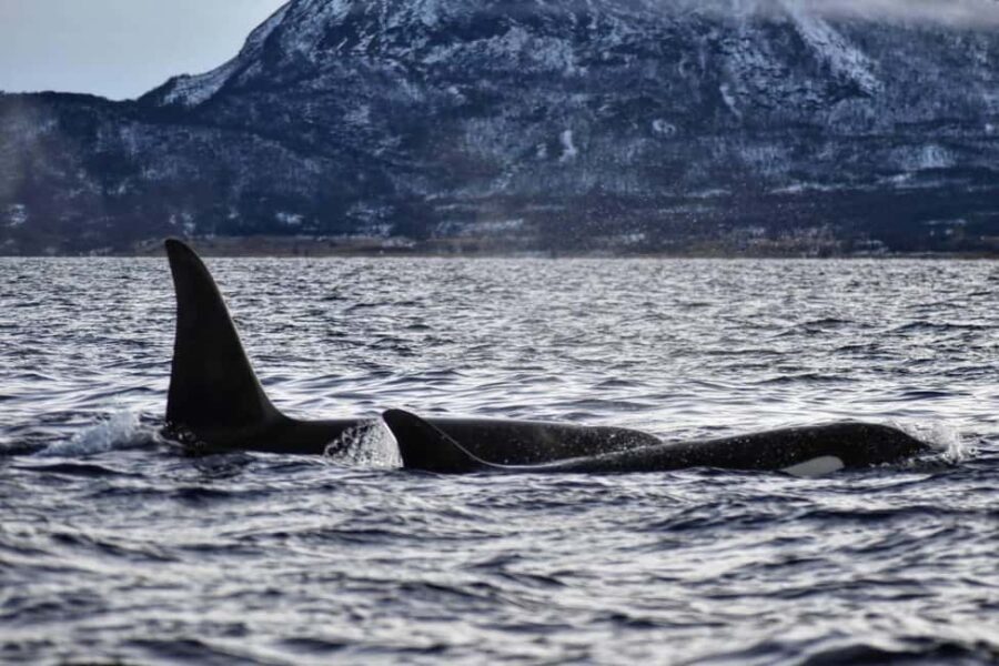From Tromsø: Whale Sea Safari by RIB Boat - Why This Tour Offers Great Value