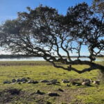 From Tuili: trekking in the Giara Park - Practical Details and What to Expect