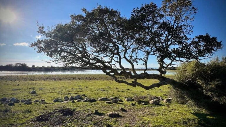 From Tuili: trekking in the Giara Park - Practical Details and What to Expect