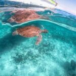 From Tulum: Akumal Beach Swim and Snorkel with Turtles Experience - Authentic Insights from Travelers