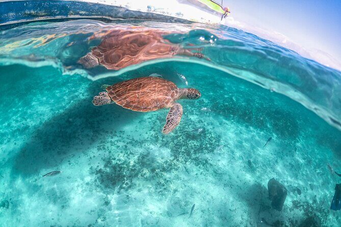 From Tulum: Akumal Beach Swim and Snorkel with Turtles Experience - Authentic Insights from Travelers