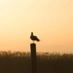 From Valencia: Albufera Natural Park Eco Boat Tour & Sunset - Transportation & Group Size: Comfort & Convenience