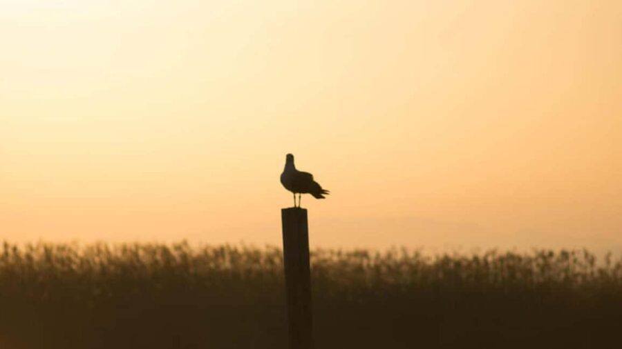 From Valencia: Albufera Natural Park Eco Boat Tour & Sunset - Transportation & Group Size: Comfort & Convenience