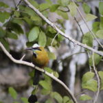 FROM VALLADOLID CHICHÉN ITZÁ + 2 CENOTES (PRIVATE TRANSPORTATION) - Transportation and Comfort