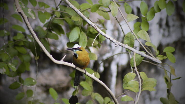 FROM VALLADOLID CHICHÉN ITZÁ + 2 CENOTES (PRIVATE TRANSPORTATION) - Transportation and Comfort