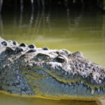 FROM VALLADOLID RIO LAGARTOS + LAS COLORADAS + CENOTE (COLECTIVO TOURISTIC) - The Realities of This Tour: What Travelers Say