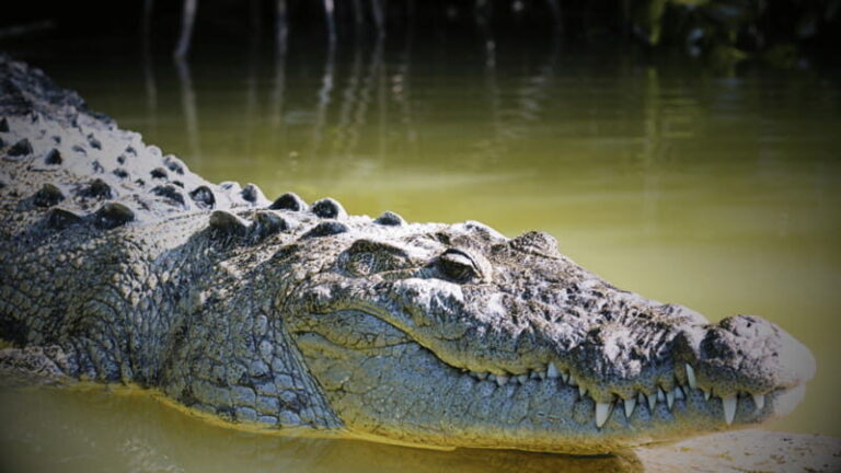 FROM VALLADOLID RIO LAGARTOS + LAS COLORADAS + CENOTE (COLECTIVO TOURISTIC) - The Realities of This Tour: What Travelers Say