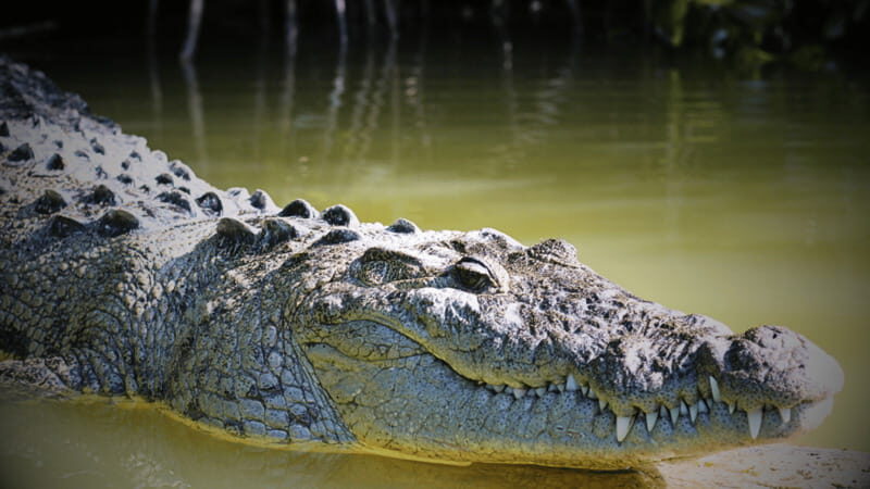 FROM VALLADOLID RIO LAGARTOS + LAS COLORADAS + CENOTE (COLECTIVO TOURISTIC) - The Realities of This Tour: What Travelers Say