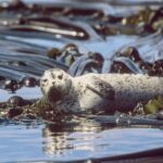 From Victoria: Whale Watching Marine Wildlife Excursion - Practical Details: Making the Most of Your Tour