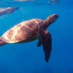 From Waikiki: Turtle Canyon Snorkeling Tour - Analyzing the Value