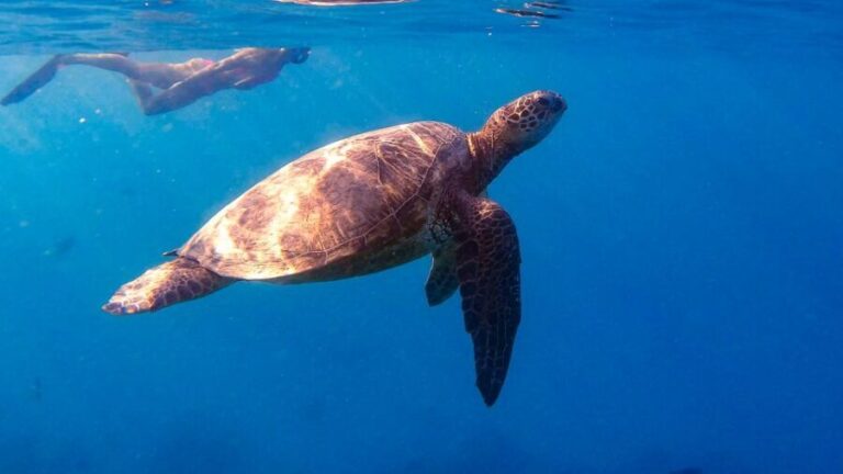 From Waikiki: Turtle Canyon Snorkeling Tour - Analyzing the Value