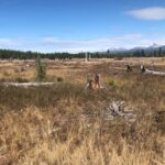 From Whitefish: West Glacier & Polebridge Day Tour - What Makes the Experience Special?