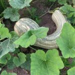 Fruit Garden and Mezcal Tasting Tour with Lunch Included - Transportation, Duration, and Group Size