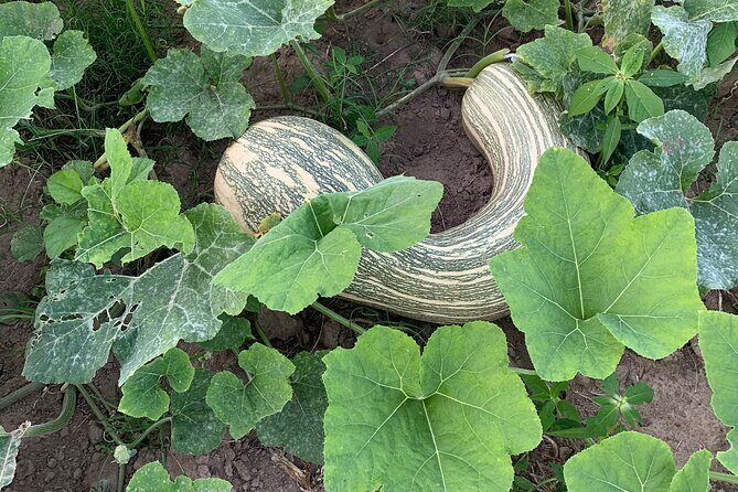 Fruit Garden and Mezcal Tasting Tour with Lunch Included - Transportation, Duration, and Group Size