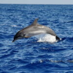 Fuerteventura: Catamarán navegación a vela y delfines. - Detailed Itinerary Breakdown