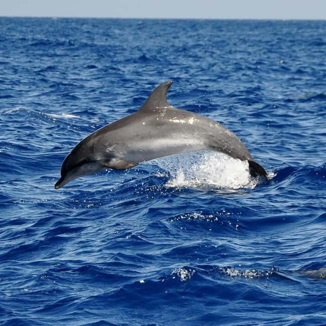 Fuerteventura: Catamarán navegación a vela y delfines. - Detailed Itinerary Breakdown