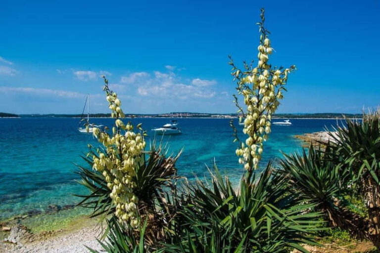 Full-Day Boat Trip, Cave Swim, lunch & Drinks - Medulin/Ceja - What We Love About This Tour