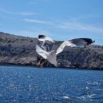 Full day boat-trip Medulin, blue Cave, Cres + dolphin search - The Itinerary and Highlights
