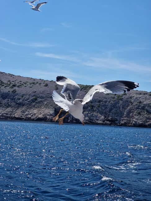 Full day boat-trip Medulin, blue Cave, Cres + dolphin search - The Itinerary and Highlights