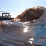 Full Day Cruise in Athenian Riviera - An In-Depth Look at the Full Day Athenian Riviera Cruise