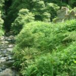 Full-Day Faial da Terra + Nordeste from Ponta Delgada - The Practicalities: What’s Included and What to Know