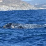 Full-Day Gray Whale Watching tour from Cabo to Mag Bay - Authentic Experiences and Unique Benefits