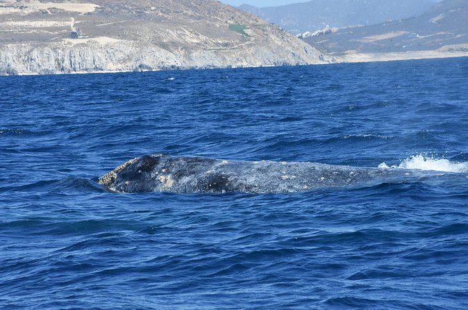 Full-Day Gray Whale Watching tour from Cabo to Mag Bay - Authentic Experiences and Unique Benefits