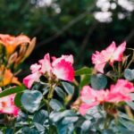 Full-day Impressionism Tour: Giverny and Marmottan - Lunch in Normandy