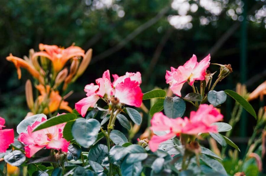 Full-day Impressionism Tour: Giverny and Marmottan - Lunch in Normandy