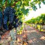 Full-Day Private Oliver & Osoyoos Wine Tour from Kelowna - Itinerary Breakdown: Exploring the Heart of Okanagan Wine Country