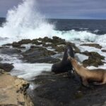 Full Day Private SD Tour from Encinitas - La Jolla Cove: Wild Seaside Encounters