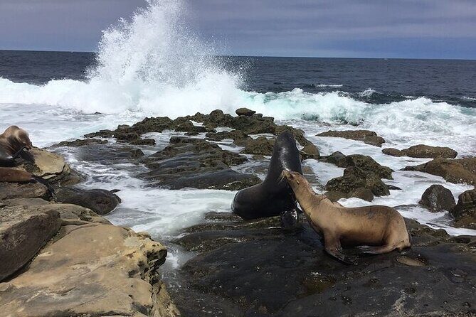 Full Day Private SD Tour from Encinitas - La Jolla Cove: Wild Seaside Encounters