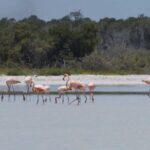 Full Day Tour from Tulum to Rio Lagartos - Why This Tour Provides Good Value