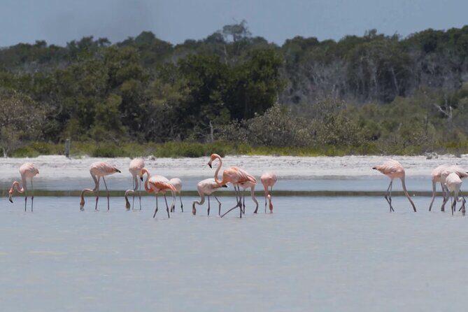 Full Day Tour from Tulum to Rio Lagartos - Why This Tour Provides Good Value