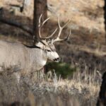 Full Day Tour in Rocky Mountain National Park Lunch Included - Final Thoughts