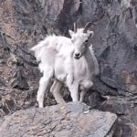 Full-day Tour in Turnagain - Good To Know