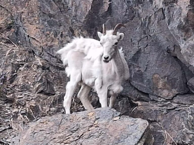 Full-day Tour in Turnagain - Good To Know