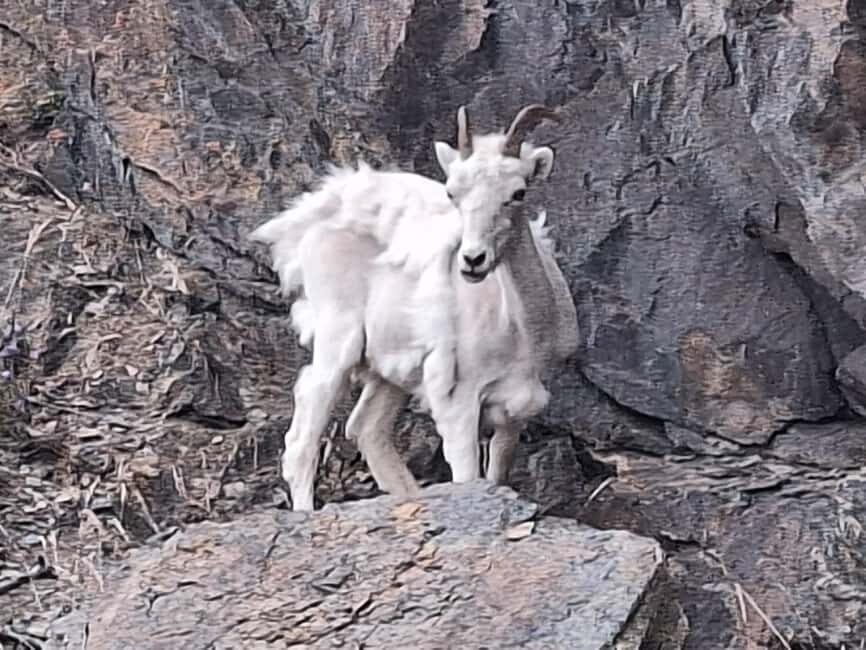 Full-day Tour in Turnagain - Good To Know